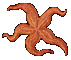 Agent Preview - Edible Starfish.png preview image