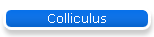 Colliculus