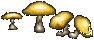 Goldencap Mushroom
