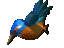 c3-kingfisher
